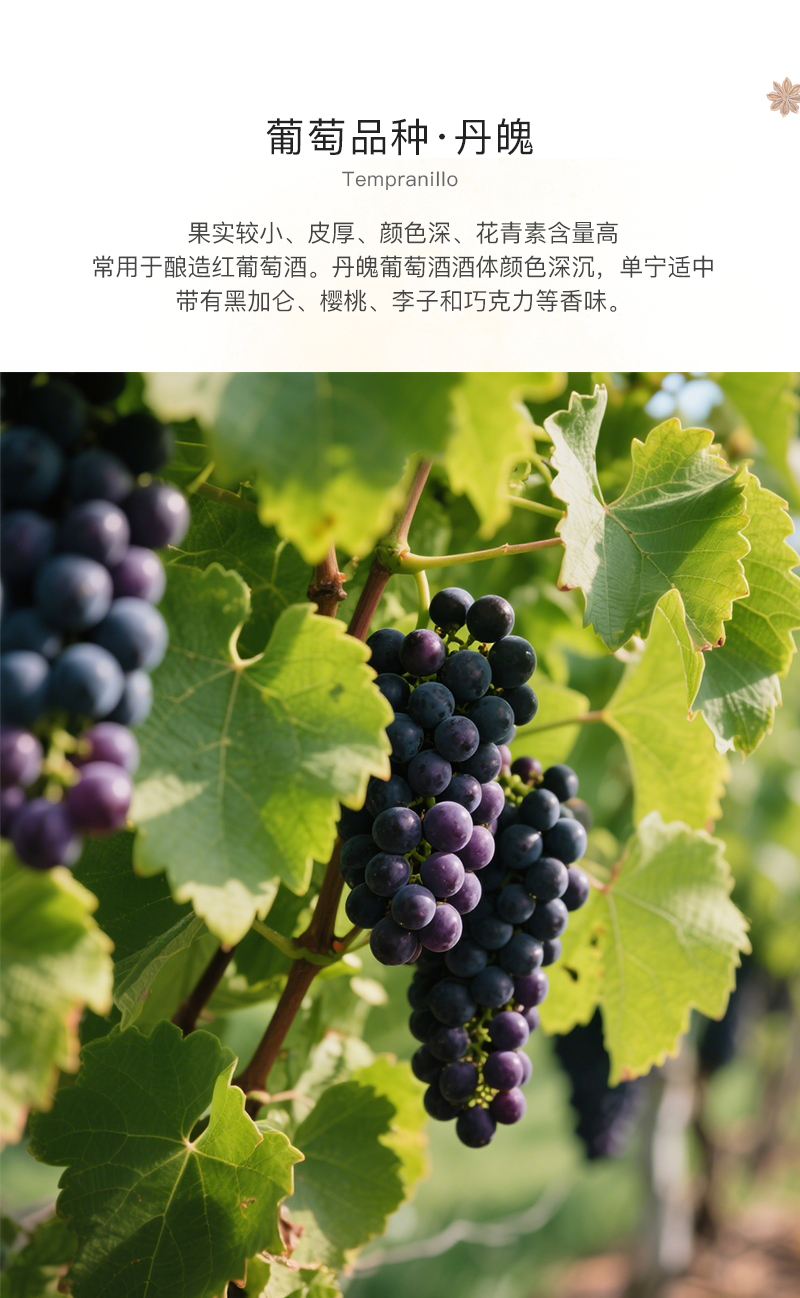 灑派·精選切片_04.jpg